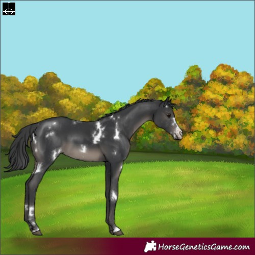 Horse Color:White Spotted Black Sabino Rabicano