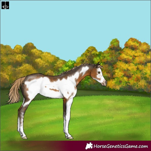 Horse Color:Chocolate Palomino Sabino Frame