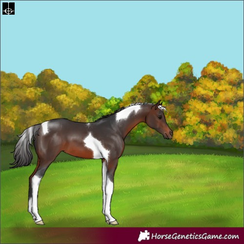 Horse Color:Brown Tobiano 