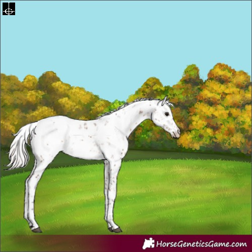 Horse Color:Silver Brown Sabino Appaloosa Rabicano 