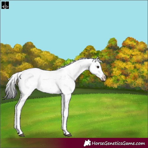 Horse Color:Brown Sabino