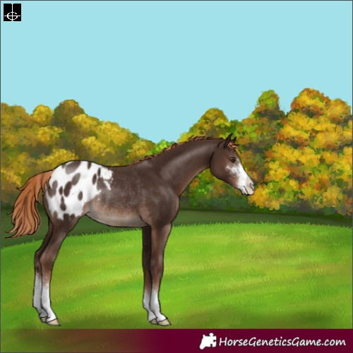 Horse Color:Liver Chestnut Sabino Blanket Rabicano