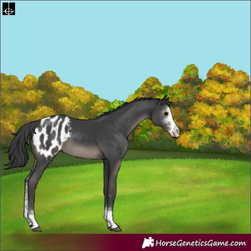 Horse Color:Black Sabino Appaloosa