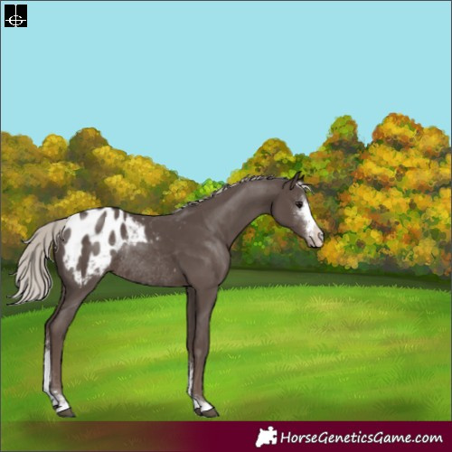 Horse Color:Silver Black Sabino Appaloosa Rabicano