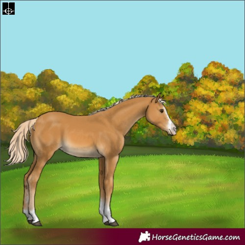 Horse Color:Palomino Sabino Tobiano