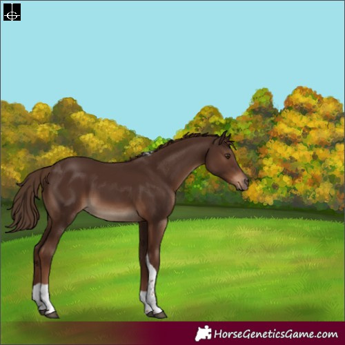 Horse Color:Liver Chestnut Sabino Tobiano Rabicano
