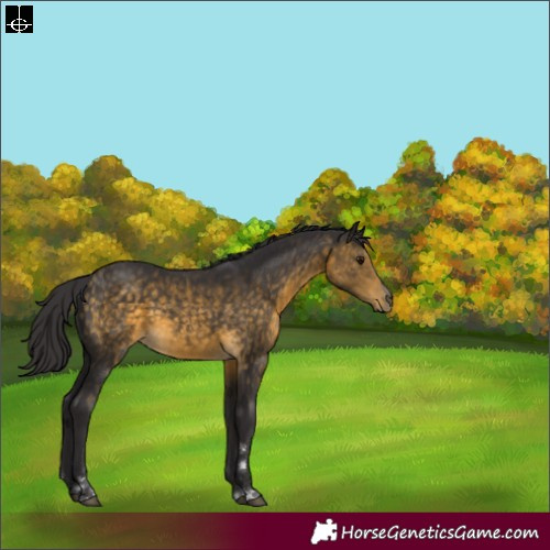 Horse Color:Buckskin 