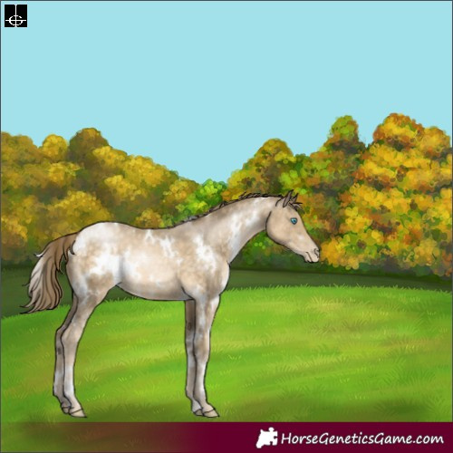 Horse Color:White Spotted Buckskin Pearl