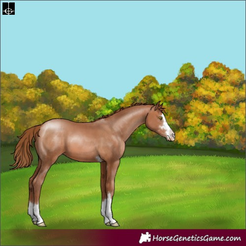 Horse Color:Brown Pearl 