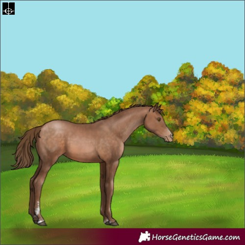 Horse Color:Brown Pearl 