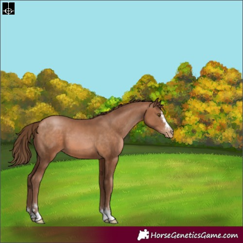 Horse Color:Brown Pearl 