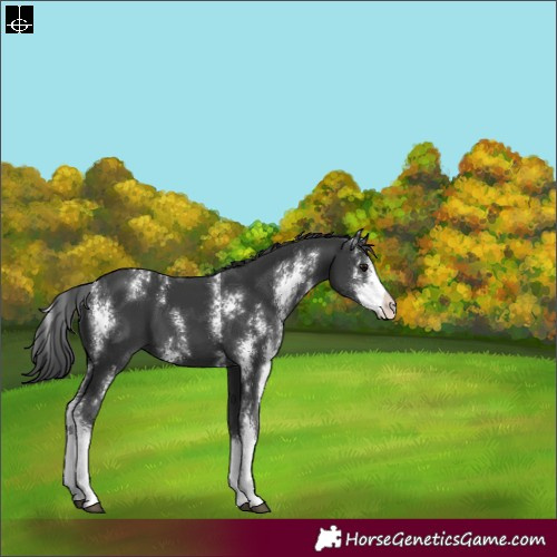 Horse Color:Black Sabino