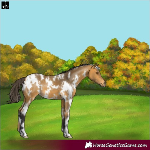 Horse Color:White Spotted Buckskin 