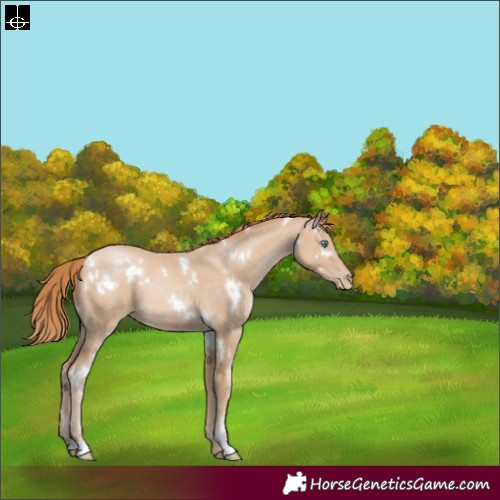 Horse Color:White Spotted Smoky Black Pearl 