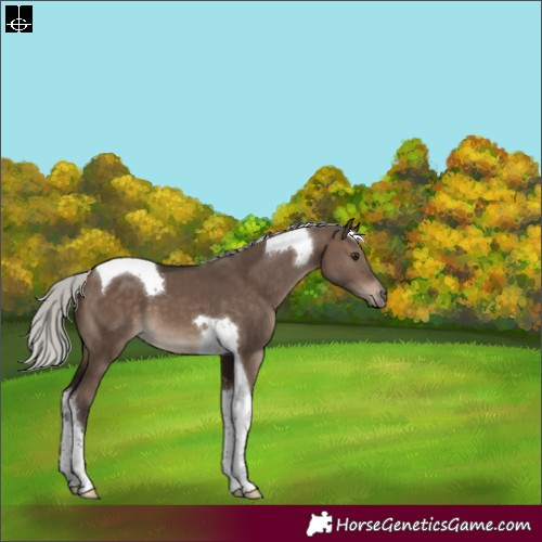 Horse Color:Silver Brown Dun Tobiano 