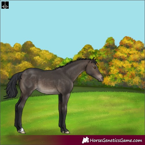 Horse Color:Brown Dun