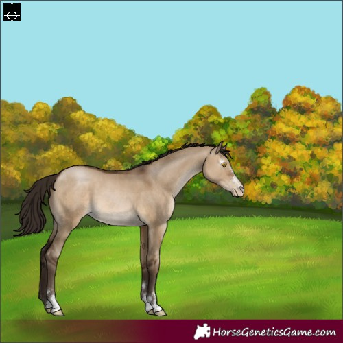 Horse Color:Gray Brown Pearl Dun 