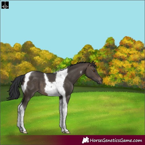 Horse Color:Brown Dun Tobiano