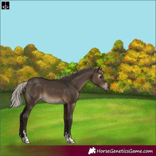Horse Color:Gray Silver Brown Dun