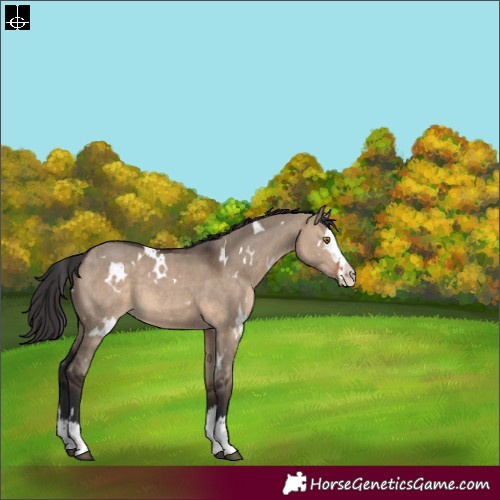 Horse Color:White Spotted Brown Dun Splash