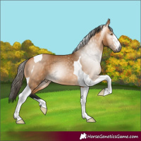 Horse Color:Gray Buckskin Tobiano