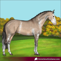 Horse Color:Bay Dun Sabino Splash 