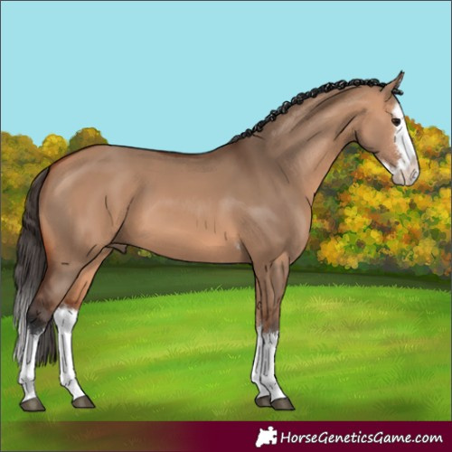 Horse Color:Bay Dun Splash