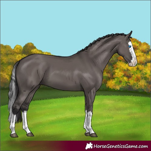 Horse Color:Smoky Grullo Splash
