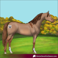Horse Color:Red Dun