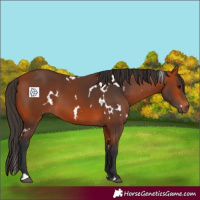 Horse Color:White Spotted Bay 