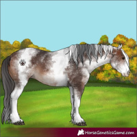 Horse Color:White Spotted Brown Sabino