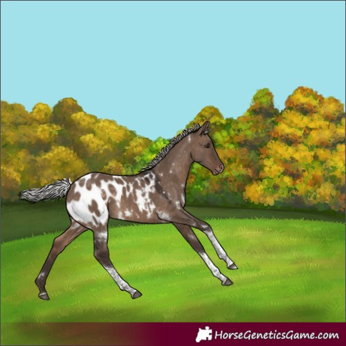 Horse Color:White Spotted Silver Brown Dun Tobiano Appaloosa
