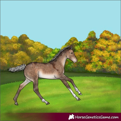 Horse Color:Silver Brown Dun Tobiano Appaloosa 