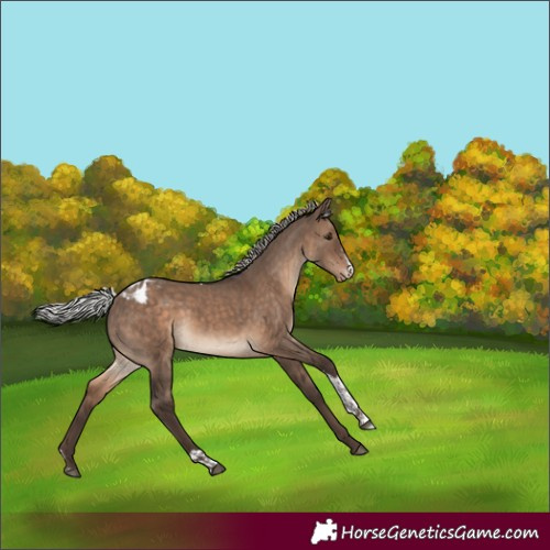 Horse Color:Silver Brown Dun Sabino Tobiano Appaloosa 