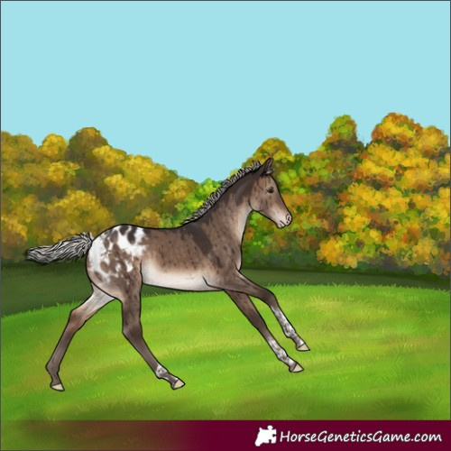 Horse Color:Silver Brown Dun Tobiano Appaloosa Brindle 