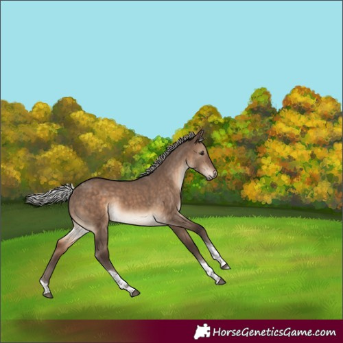 Horse Color:Silver Brown Dun Tobiano 