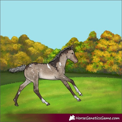 Horse Color:White Spotted Silver Brown Dun Tobiano Appaloosa