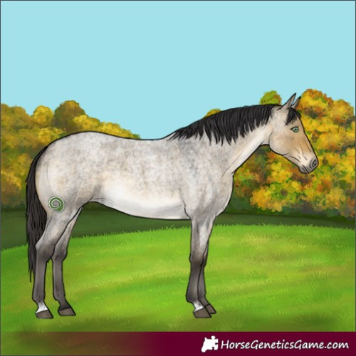 Horse Color:Buckskin Roan Dun 