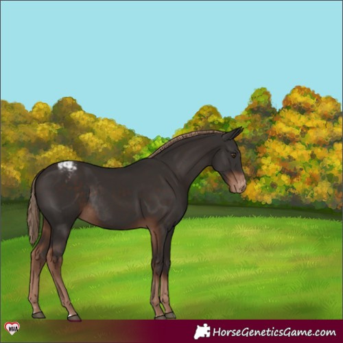 Horse Color:Liver Chestnut Appaloosa Rabicano 
