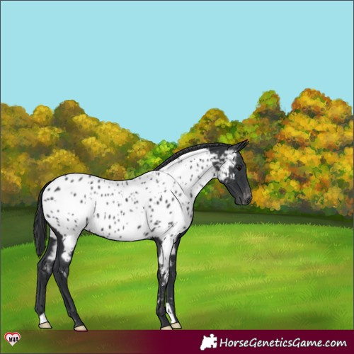 Horse Color:Black Appaloosa 