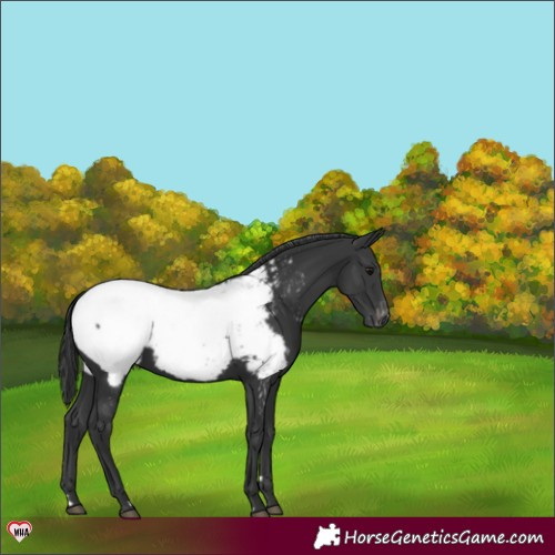 Horse Color:Black Appaloosa 