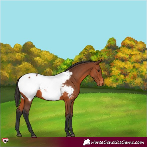 Horse Color:Bay Snowcap 