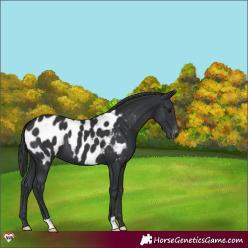 Horse Color:Black Near Leopard 