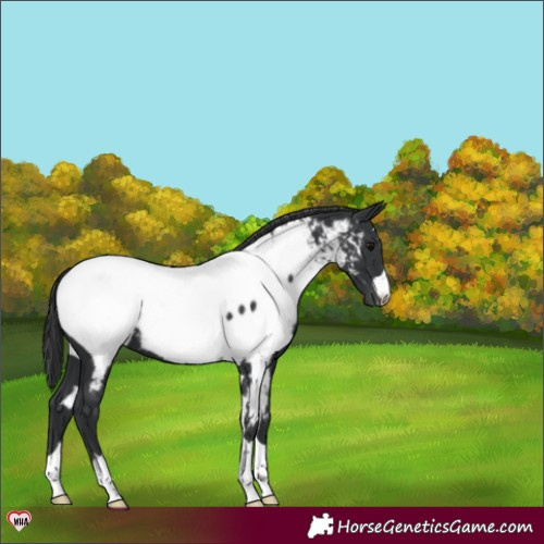 Horse Color:Black Appaloosa 