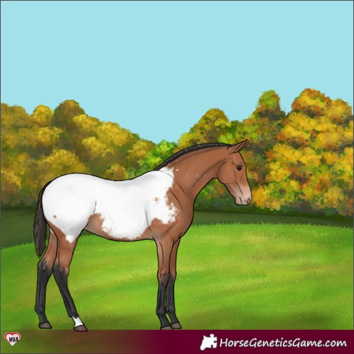 Horse Color:Bay Near Fewspot 