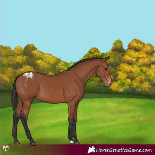 Horse Color:Bay Appaloosa 