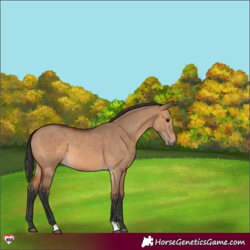 Horse Color:Bay Dun 