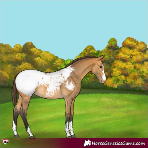 Horse Color:Buckskin Snowcap 