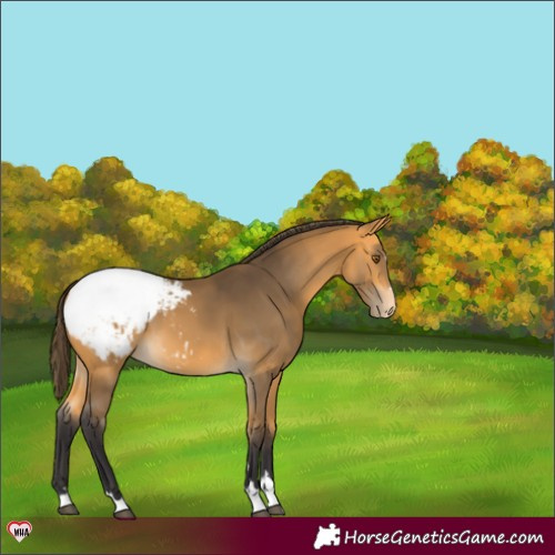 Horse Color:Buckskin Appaloosa 