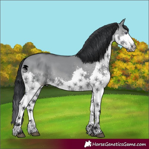 Horse Color:Grullo Chinchilla Splash 